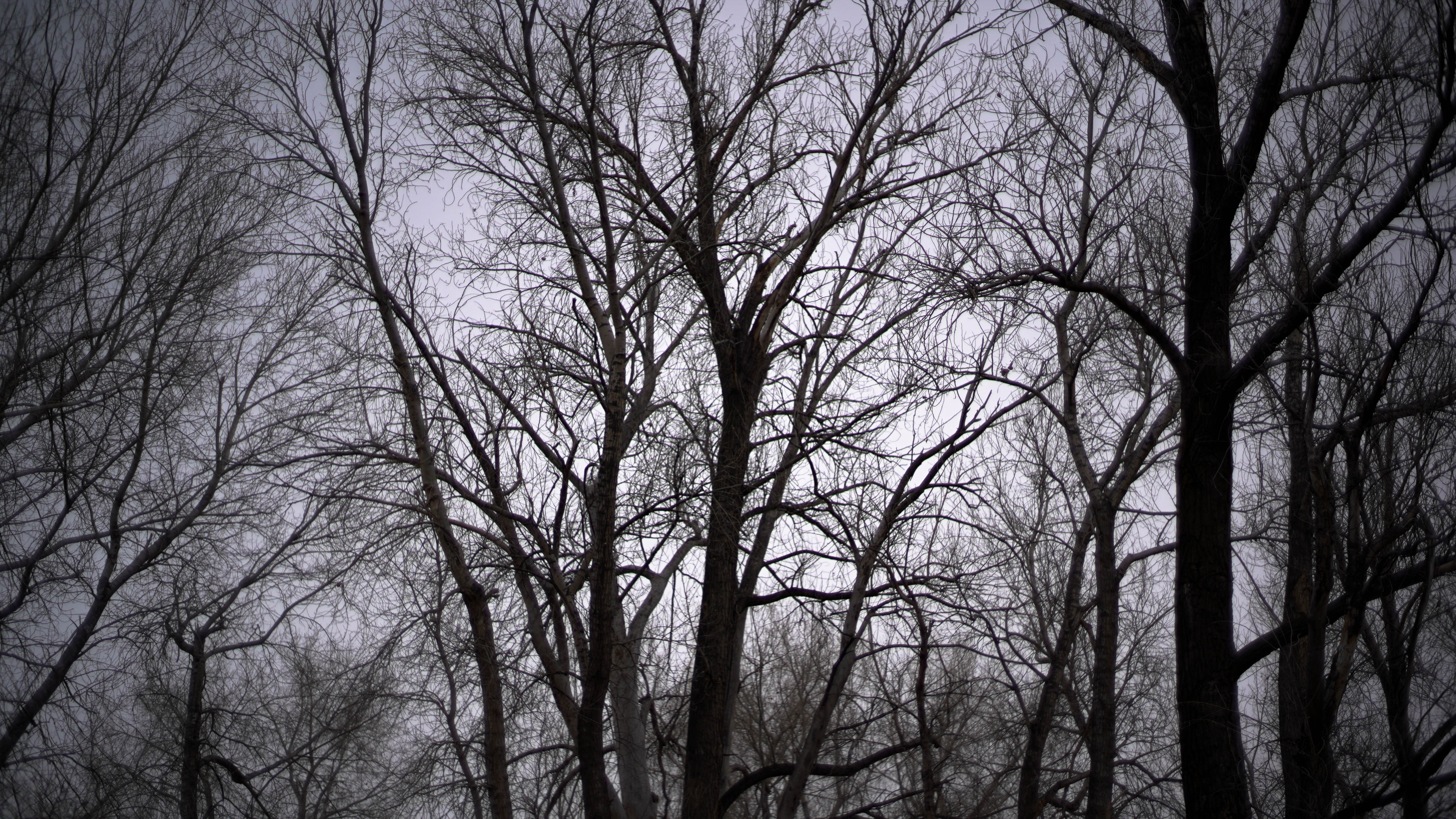 The Gretas - Dark forest atmosphere